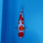 MARUTEN KOHAKU 39CM/F