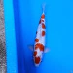SAKURA 41CM/M