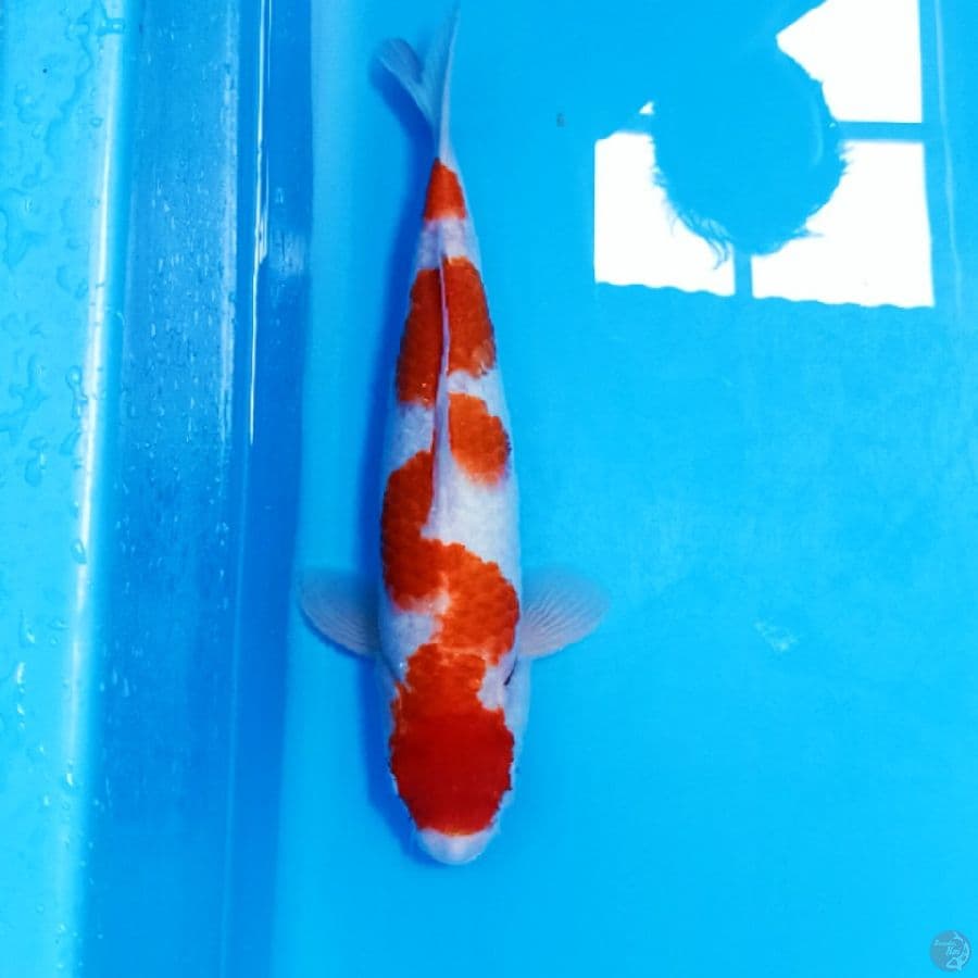 INAZZUMA M37CM 