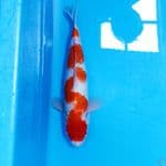 INAZZUMA M37CM 