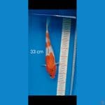 showa tategoi 33cm