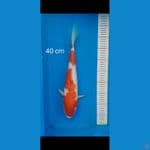 kohaku 40cm