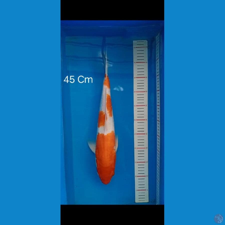 kohaku 45cm