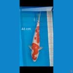 kohaku  46cm