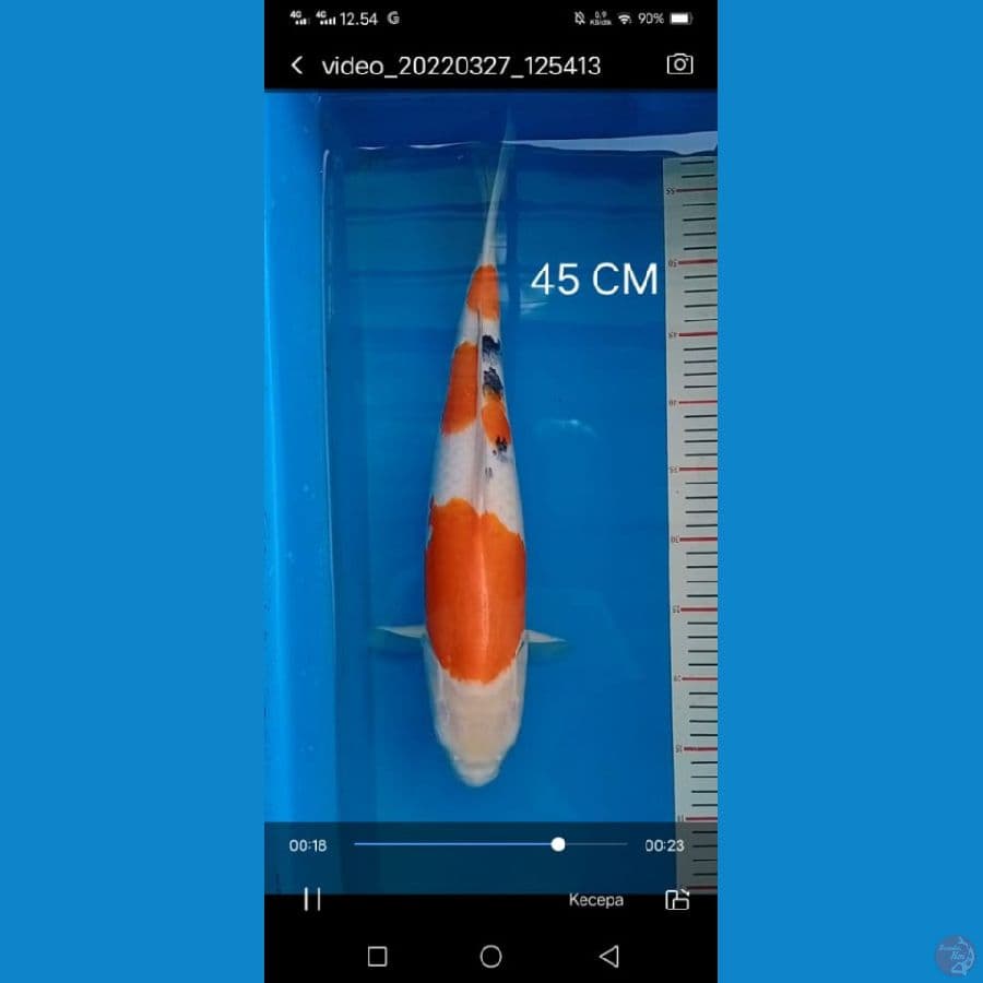 sanke 45cm