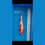 kohaku 45cm