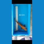 cagoi 43cm
