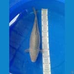 soragoi munuk 43cm