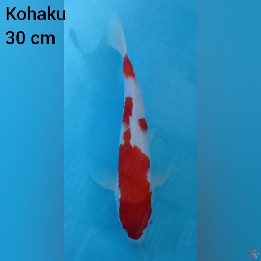 kohaku 30 cm