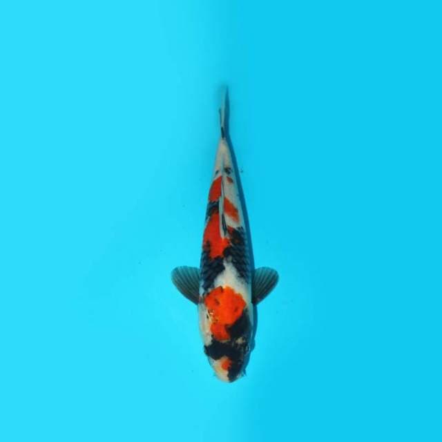 27 cm - SHOWA