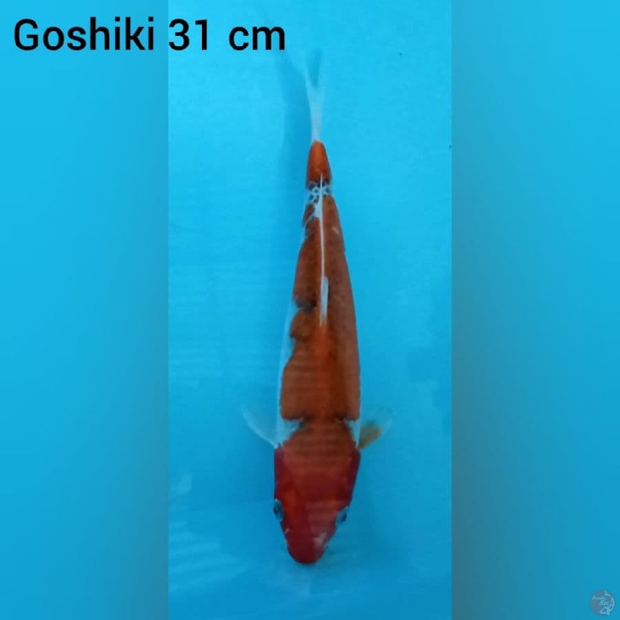 Goshiki 31 cm
