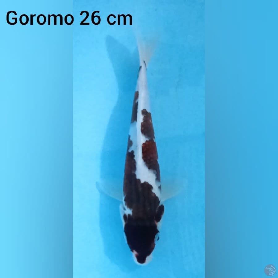 Goromo 26 cm