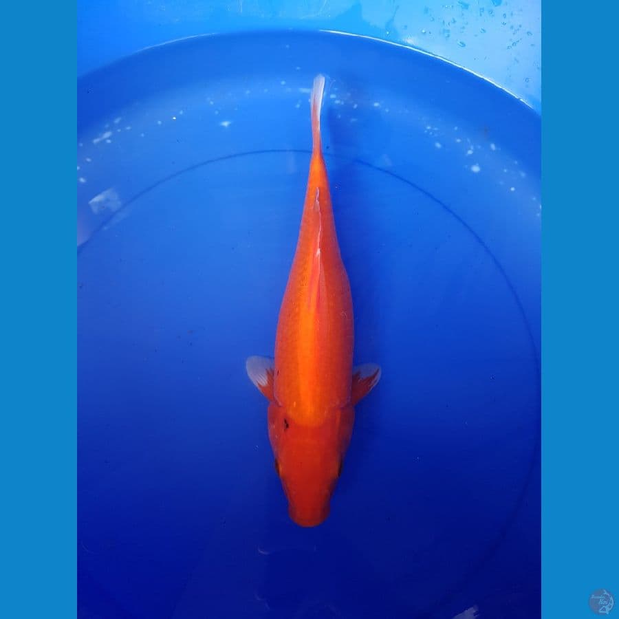 AKA HAJIRO 35 cm l