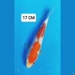 kohaku 17cm
