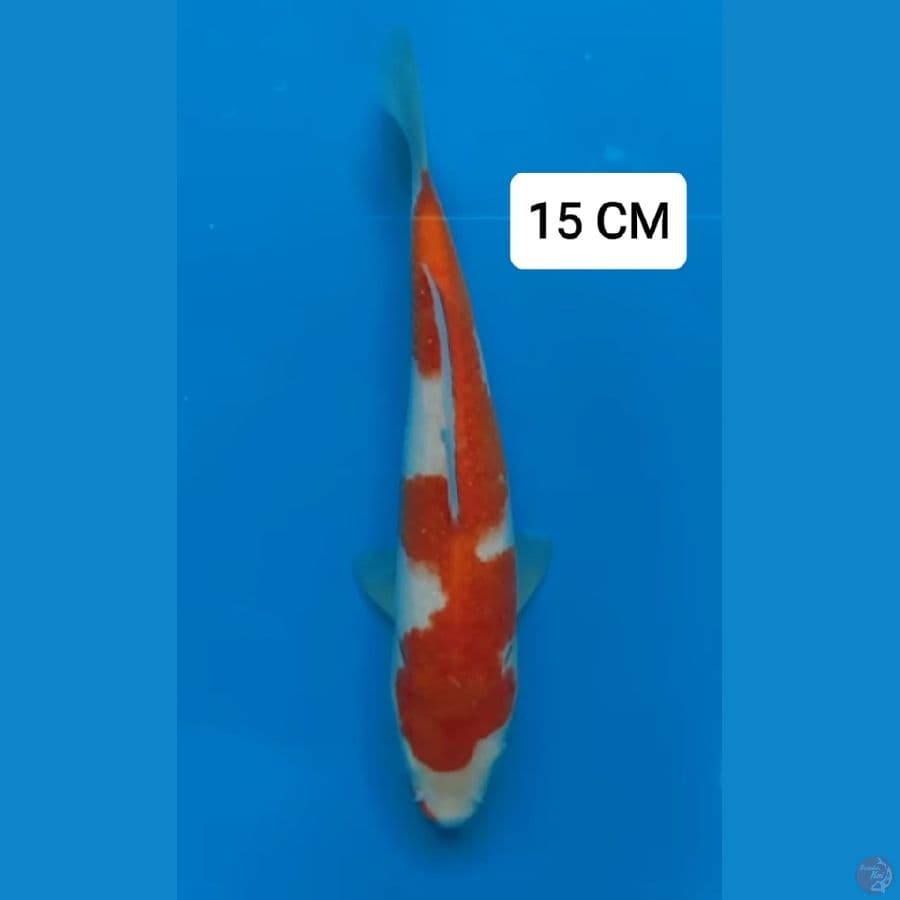 Kohaku 15cm