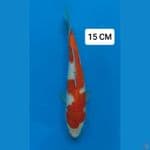 Kohaku 15cm