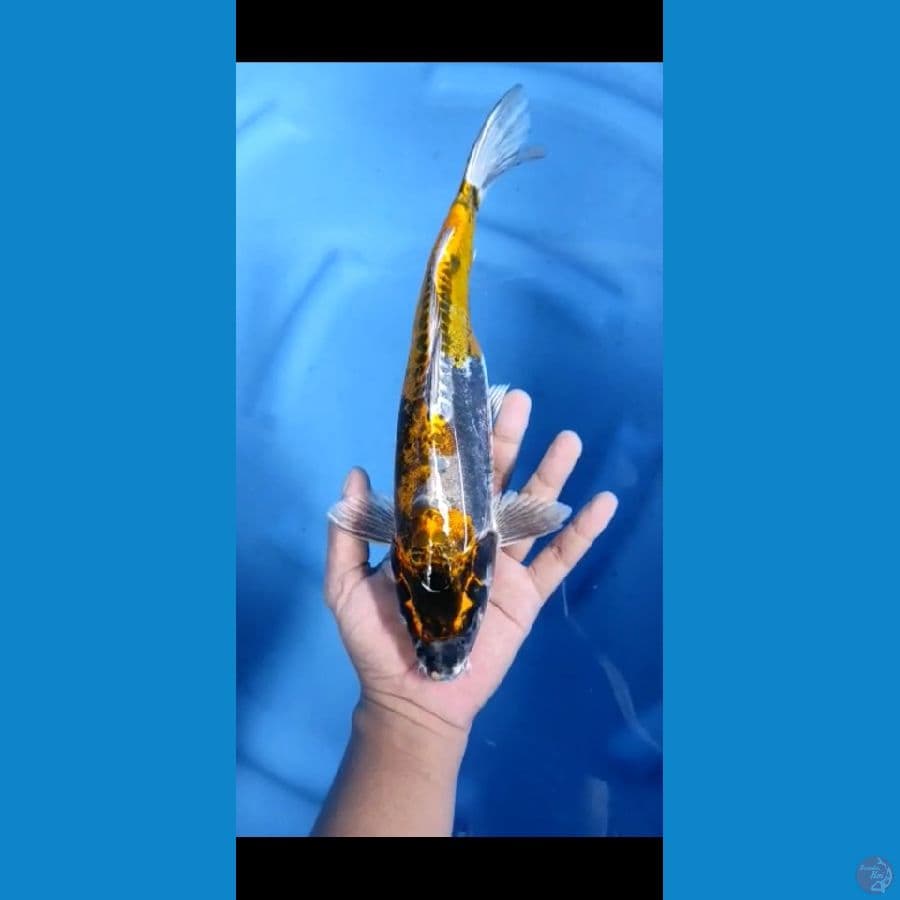 kiko , size : 32 cm 