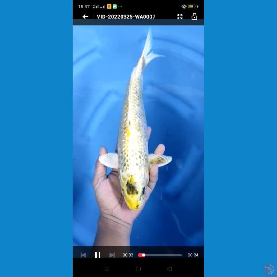 ki showa gindrin size : 35 cm