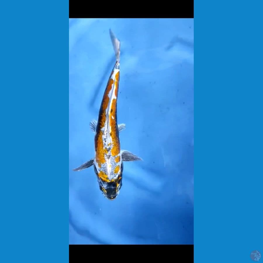 kin kiko size : 24 cm , jantan 