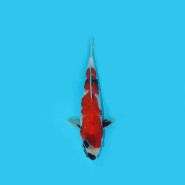 29 cm - SHOWA