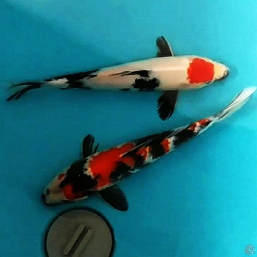 showa, tancho original