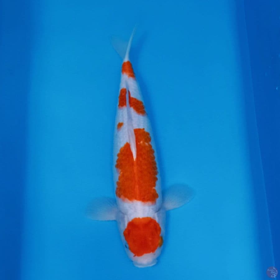 MARUTEN KOHAKU ORYGINAL 45CM/F