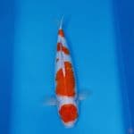 MARUTEN KOHAKU ORYGINAL 45CM/F