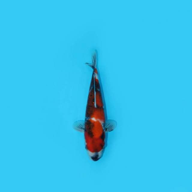 25 cm - SHOWA