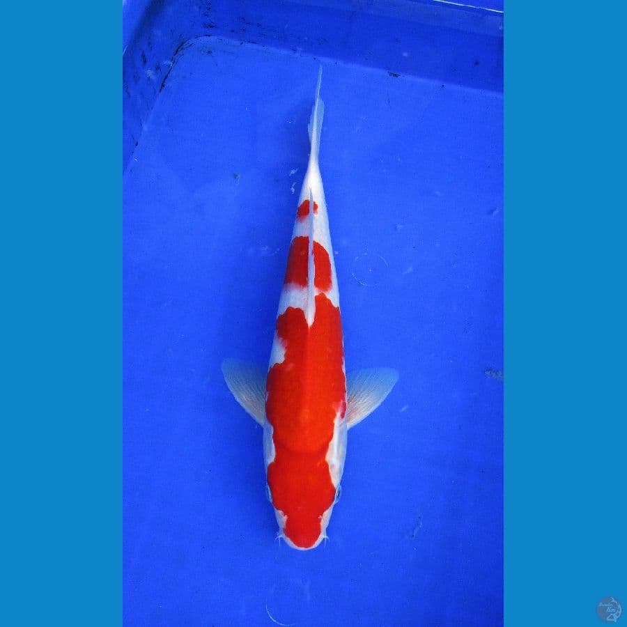 kohaku ±32,cm hq stronge