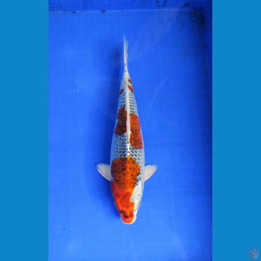 goshiki ±35cm jantan