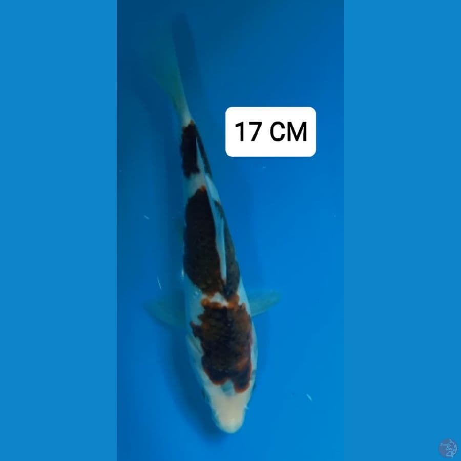 GOROMO 17 CM