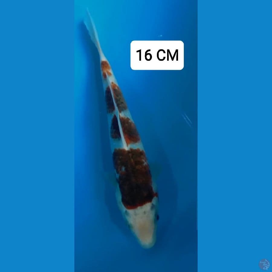 GOROMO 16 CM