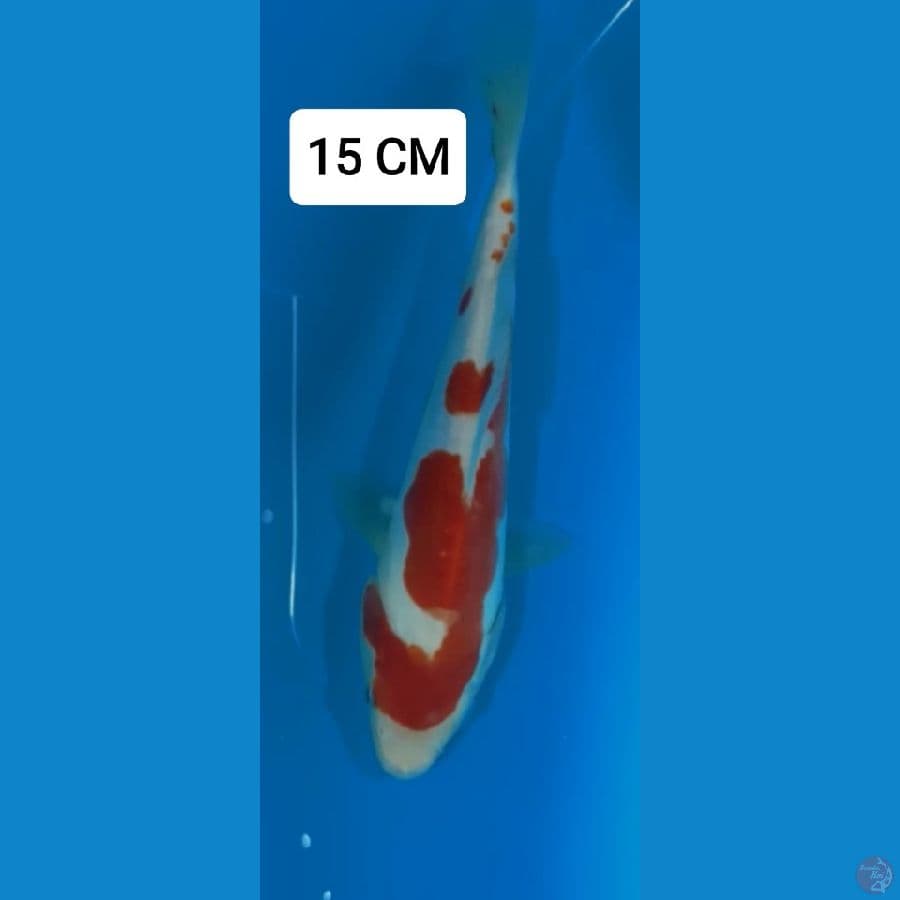 Kohaku Doitsu 15 CM