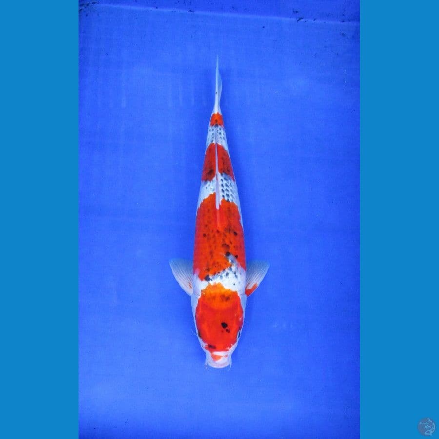 Goshiki Jantan 35cm