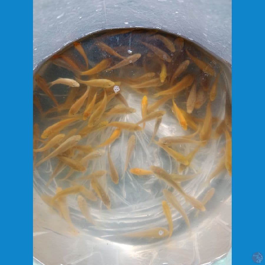 Chagoi Caramel 50 ekor