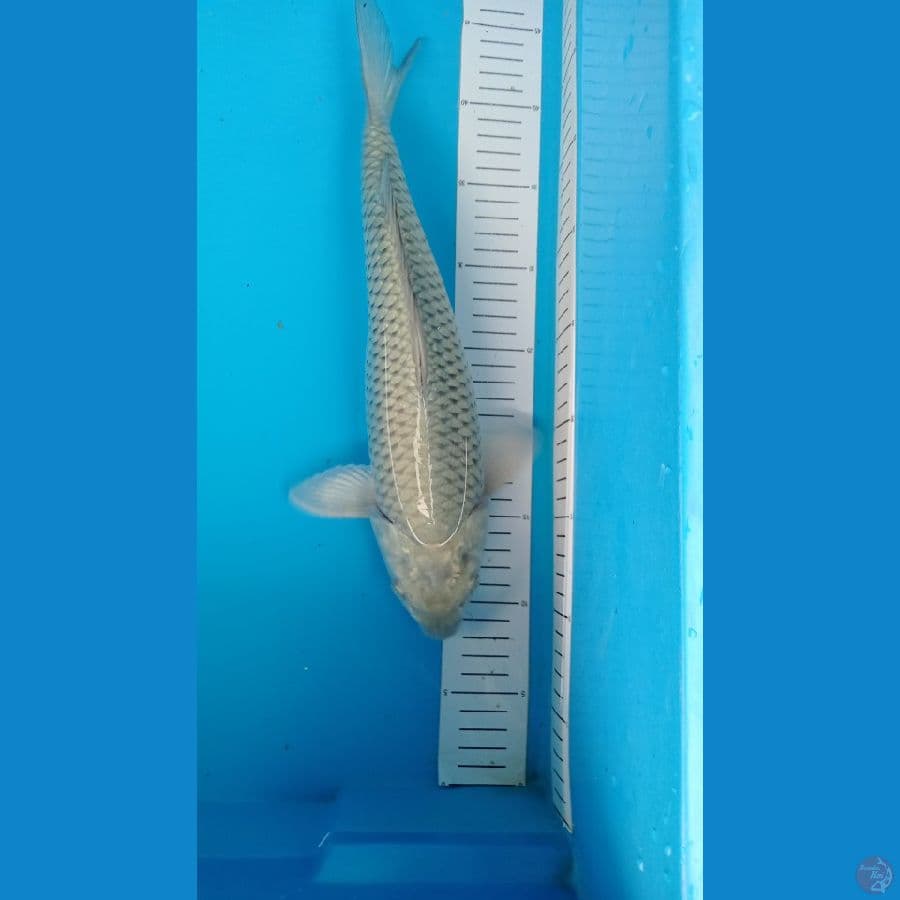 saragoi 36 cm 