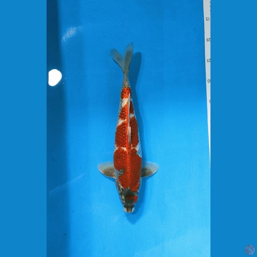 kogane Ochiba