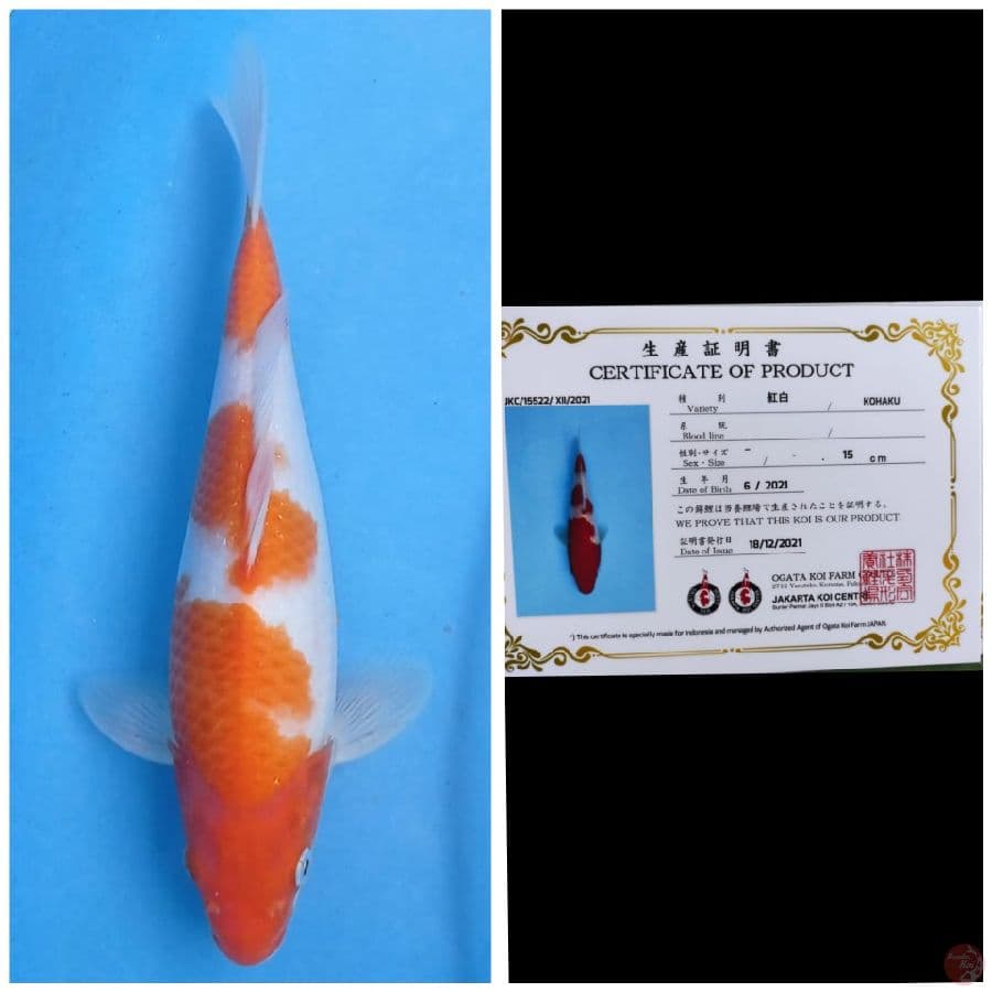 Ogata Kohaku