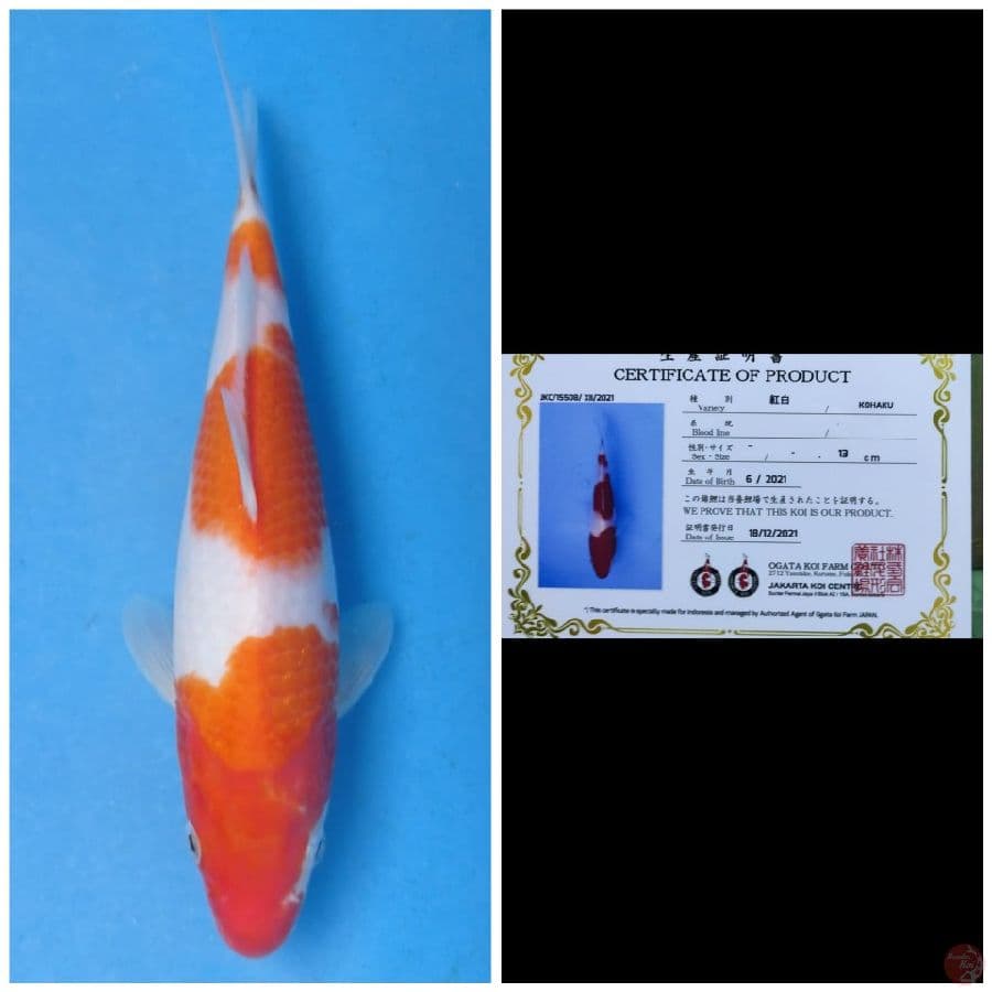 Ogata Kohaku