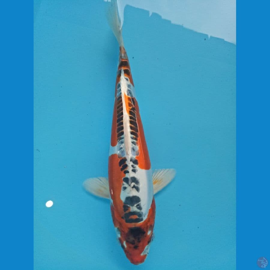 DOITSU KUJAKU 25 cm