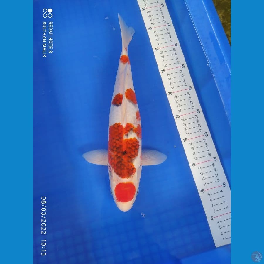 maruten ai koromo 37 cm