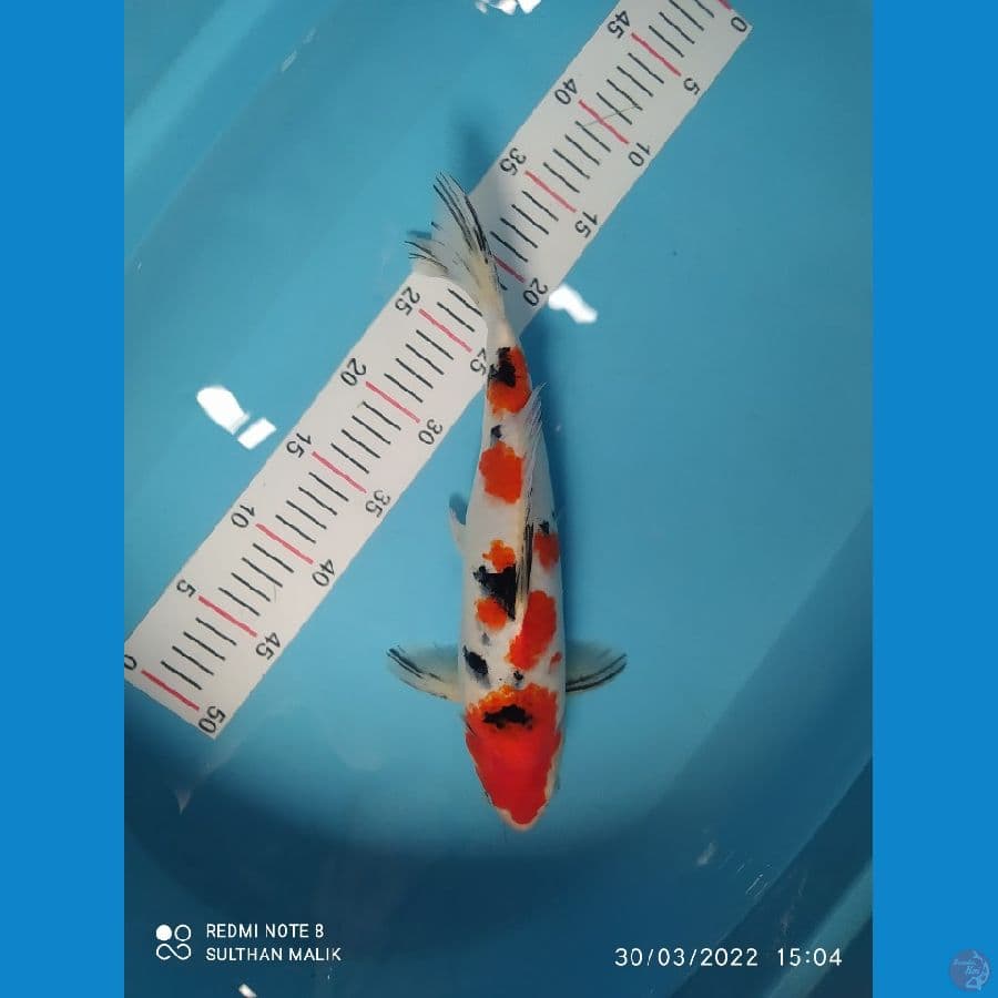 sanke sakira 36 cm jooos