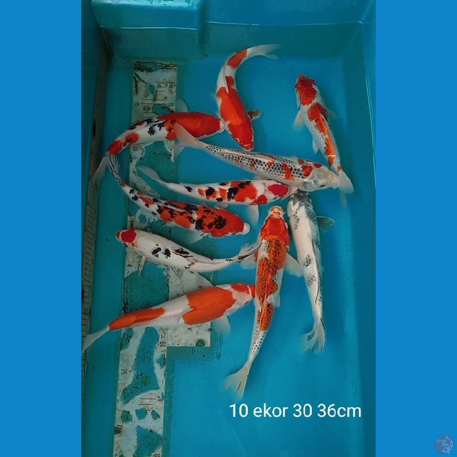 mix 10 ekor 30 36cm
