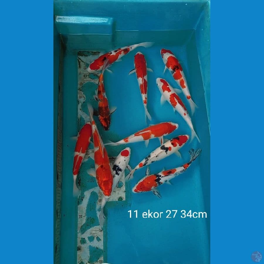 mix 11 ekor 27 34cm