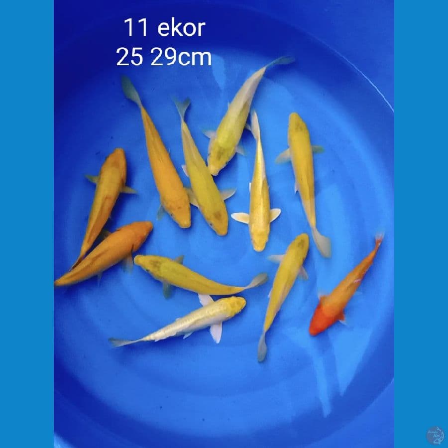 mix polosan 11 ekor 25 29cm