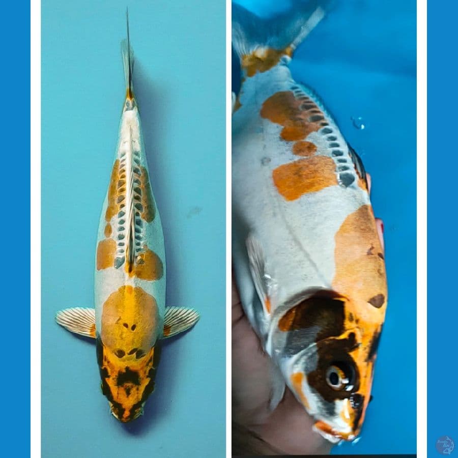 kiko punuk 30cm