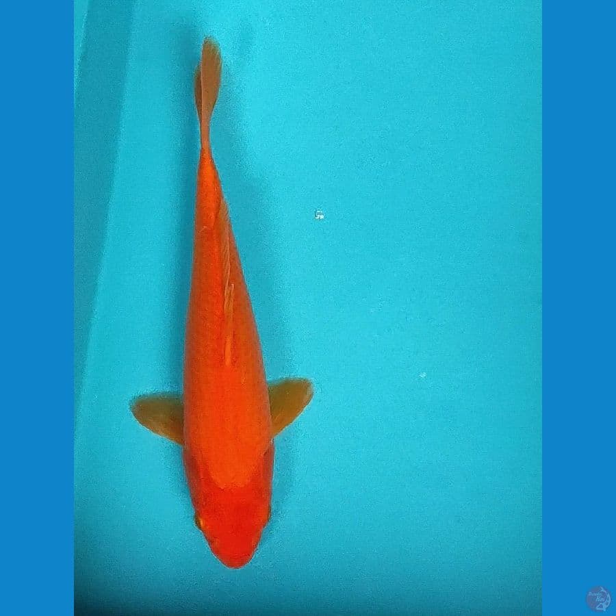 benigoi 31cm