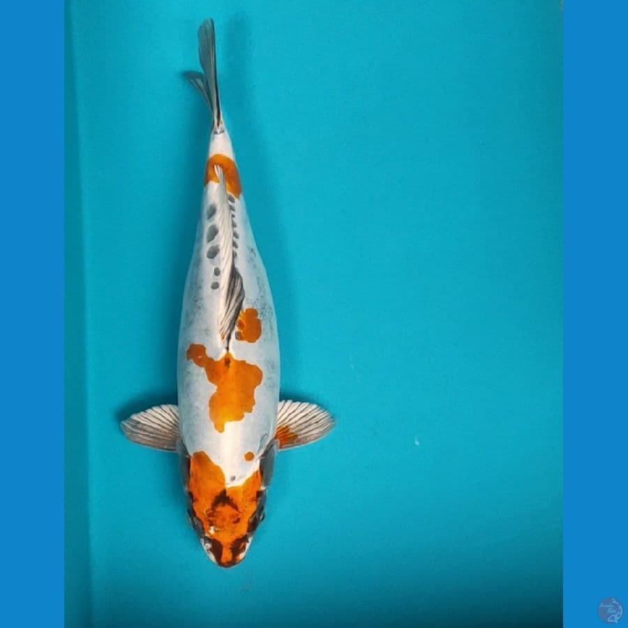 kikokuryu 31cm