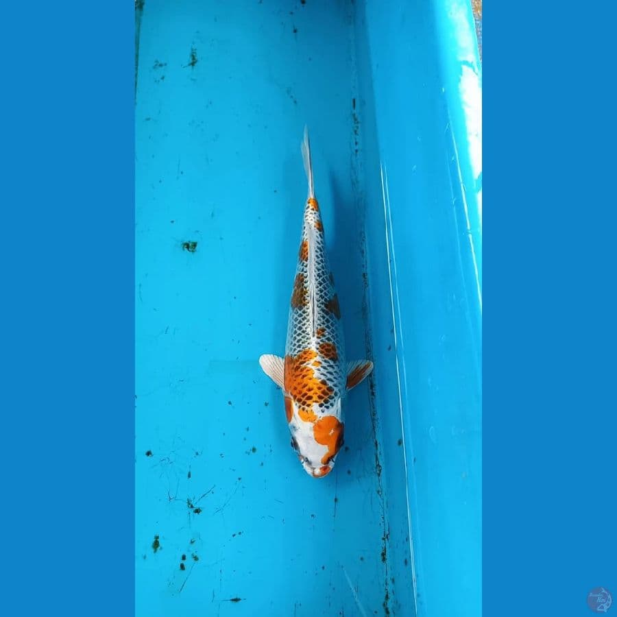 Kujaku 26cm
