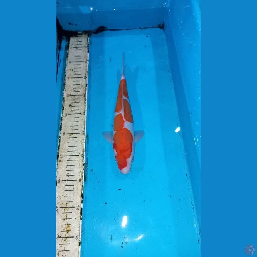 Doitsu Kohaku 28cm